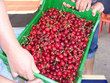 Senirkent'te Kiraz Alımları Başladı