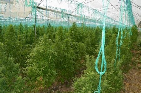 Serada 9 bin 700 kök hint keneviri ele geçirildi