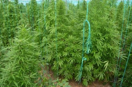 Serada 9 bin 700 kök hint keneviri ele geçirildi