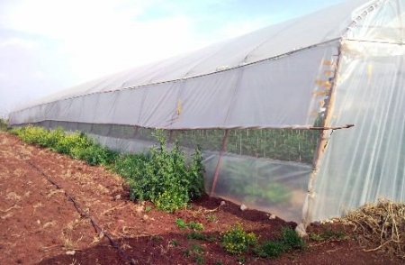 Serada Esrar Yetiştiren Zehir Tacirlerine Suçüstü