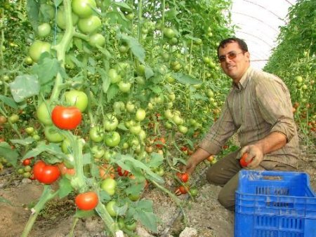 Seralarda 2 Bin 500 Dekarlık Alanda Sebze Ve Meyve Üretimi Yapılıyor