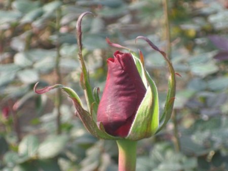 Seraları Don Vurunca Gül Fiyatları Arttı