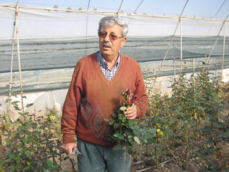 Seraları Don Vurunca Gül Fiyatları Arttı
