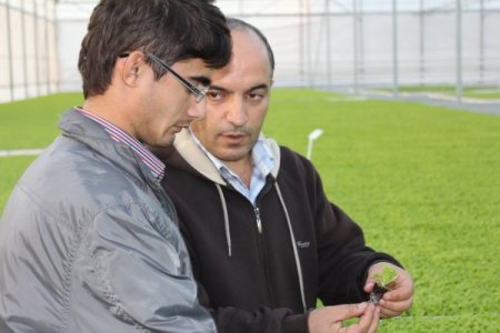 Seraların fidesi Ankara Beypazarı'nda yetiştiriliyor