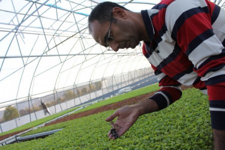 Seraların fidesi Ankara Beypazarı'nda yetiştiriliyor