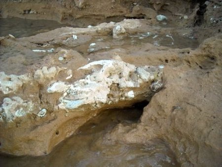 Şereflikoçhisar'da 13 Milyon Yıllık Fil, Zürafa Ve Gergedan Fosilleri Bulundu (özel)
