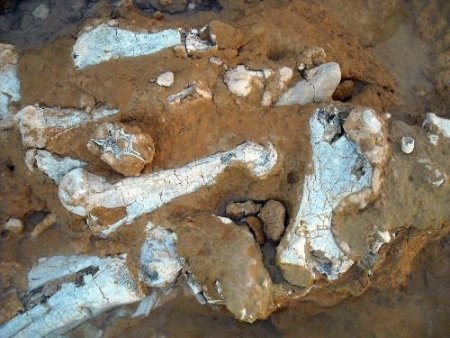 Şereflikoçhisar'da 13 Milyon Yıllık Fil, Zürafa Ve Gergedan Fosilleri Bulundu (özel)