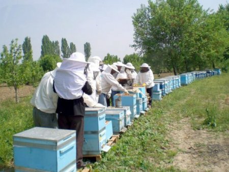 Sertifikalı arıcılık kursları başlıyor