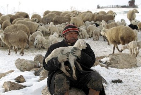 Sertifikalı çobanlık için ilk eğitim Ardahan'da(Özel)