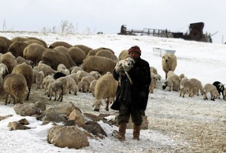 Sertifikalı çobanlık için ilk eğitim Ardahan'da(Özel)