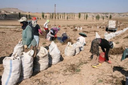Sertifikalı Tohum Desteklenecek