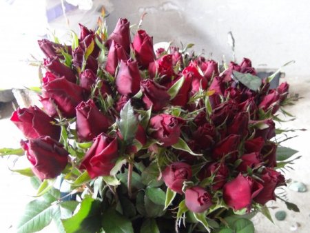 Sevgililer günü öncesinde seralarda gül kesimi başladı