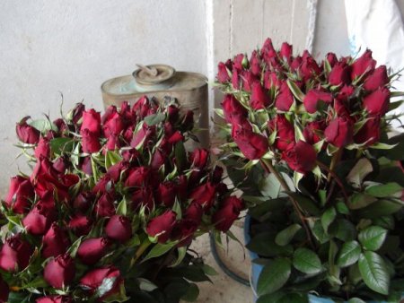 Sevgililer günü öncesinde seralarda gül kesimi başladı