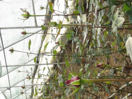 Sevgililer günü öncesinde seralarda gül kesimi başladı