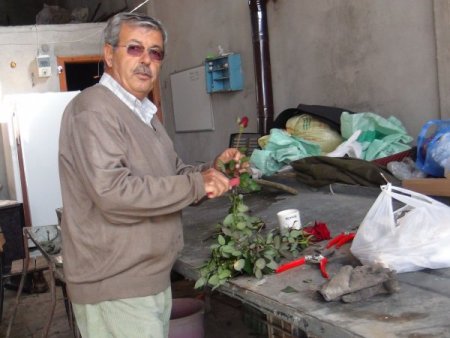 Sevgililer günü öncesinde seralarda gül kesimi başladı