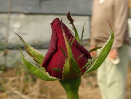 Sevgililer günü öncesinde seralarda gül kesimi başladı