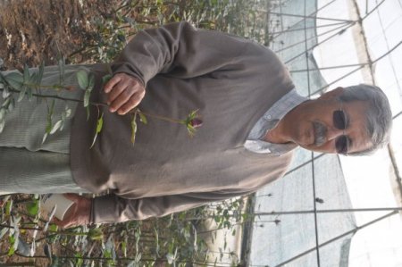 Sevgililer günü öncesinde seralarda gül kesimi başladı