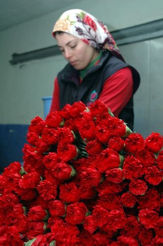 Sevgililer Günü'nde 43 Milyon Dal Çiçek İhraç Edilecek
