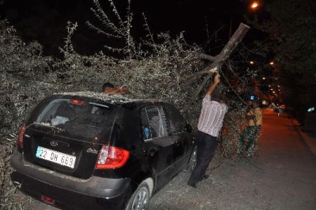 Seyir Halindeki Aracın Üzerine Ağaç Devrildi