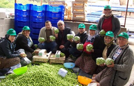 Sezonu 200 Tl’den Açan Eriğin Kilosu 50 Kuruşa Düştü