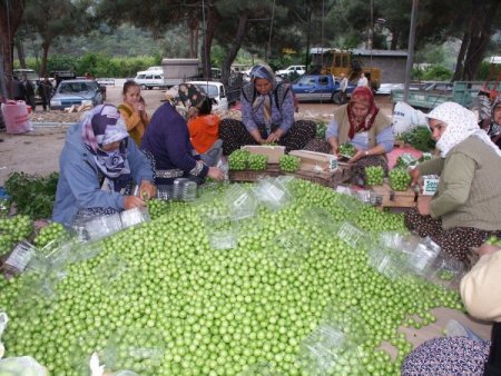 Sezonu 200 Tl’den Açan Eriğin Kilosu 50 Kuruşa Düştü