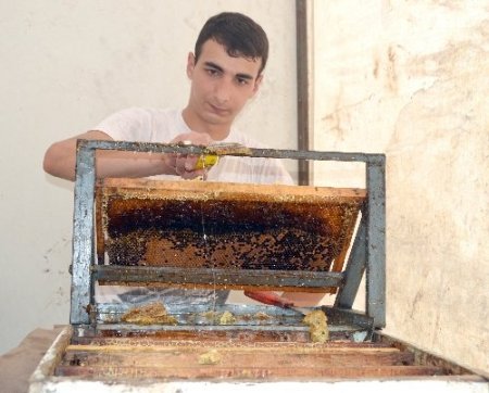 Sezonun ilk bal hasadı yapıldı, bu yıl rekoltenin düşük olması bekleniyor