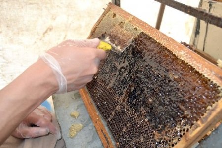 Sezonun ilk bal hasadı yapıldı, bu yıl rekoltenin düşük olması bekleniyor