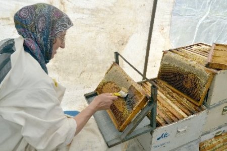 Sezonun ilk bal hasadı yapıldı, bu yıl rekoltenin düşük olması bekleniyor