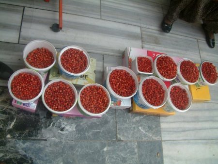 Sezonun İlk Dağ Çileği Kilosu 12 Tl’den Pazara İndi