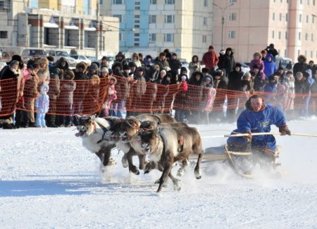 Sibirya'da Geyikler Altın Madalya İçin Koştu