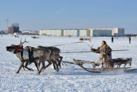 Sibirya'da Geyikler Altın Madalya İçin Koştu
