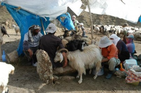 Sıcak Havalardan Bunalan Göçerler Nedirok Yaylalarına Akın Ediyor