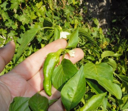 Sıcak havalardan nasiplenen biber ve domates fideleri ikinci kez çiçek açtı