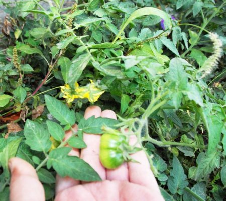 Sıcak havalardan nasiplenen biber ve domates fideleri ikinci kez çiçek açtı