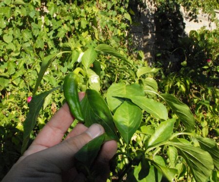 Sıcak havalardan nasiplenen biber ve domates fideleri ikinci kez çiçek açtı