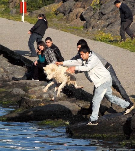 Sıcaklardan Bunalan Hayvanlar, Su Birikintilerini Mesken Tuttu