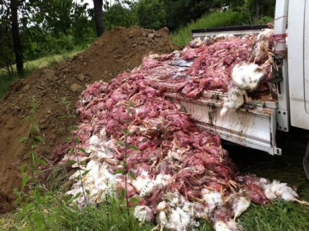 Sıcaklığın 39 Dereceye Çıktığı Perşembe Günü 400 Bin Tavuk Telef Oldu