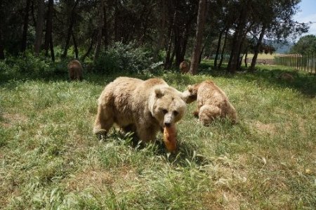Şiddet gören ayılara barınakta özel bakım