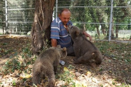 Şiddet gören ayılara barınakta özel bakım