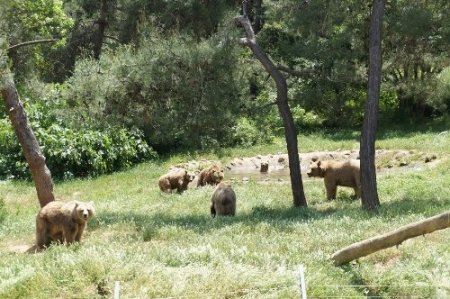 Şiddet gören ayılara barınakta özel bakım