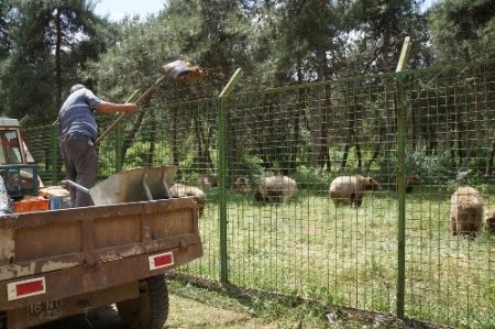 Şiddet gören ayılara barınakta özel bakım