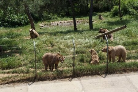 Şiddet gören ayılara barınakta özel bakım