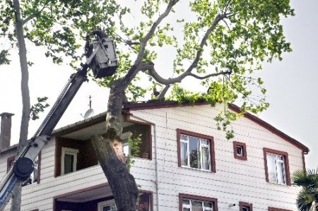 Şiddetli rüzgar ağaç devirdi