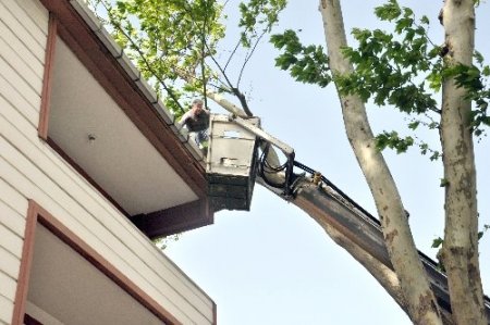 Şiddetli rüzgar ağaç devirdi