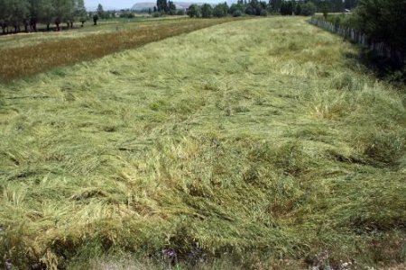 Şiddetli Yağışlar Çiftçiyi De Mağdur Etti