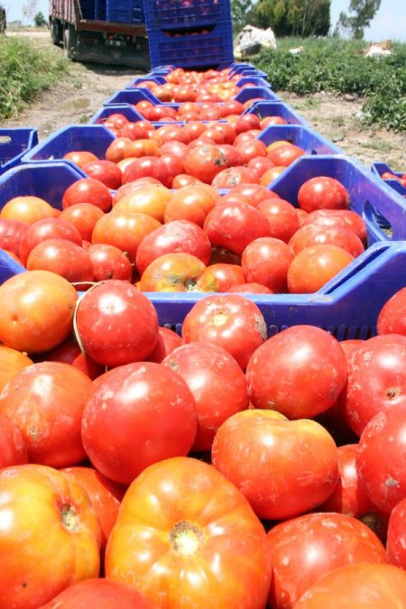 Şiddetli Yağışlar Çukurova'da Tarım Ürünlerine Büyük Zarar Verdi