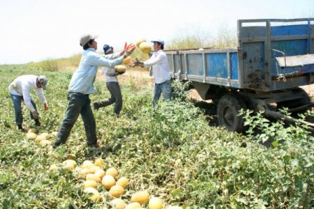 Şiddetli Yağışlar Çukurova'da Tarım Ürünlerine Büyük Zarar Verdi