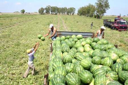 Şiddetli Yağışlar Çukurova'da Tarım Ürünlerine Büyük Zarar Verdi