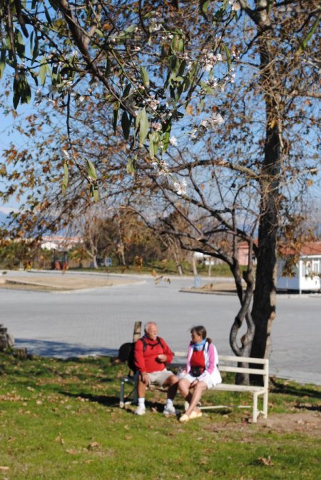 Side'de Badem Ağaçları Çiçek Açtı