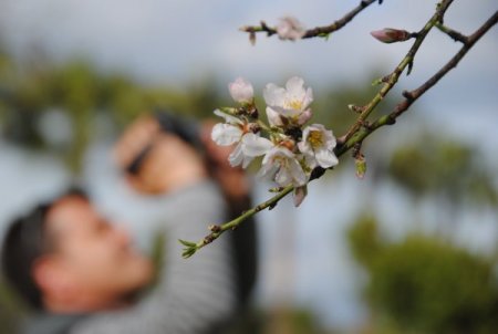 Side'de badem ağaçları çiçek açtı